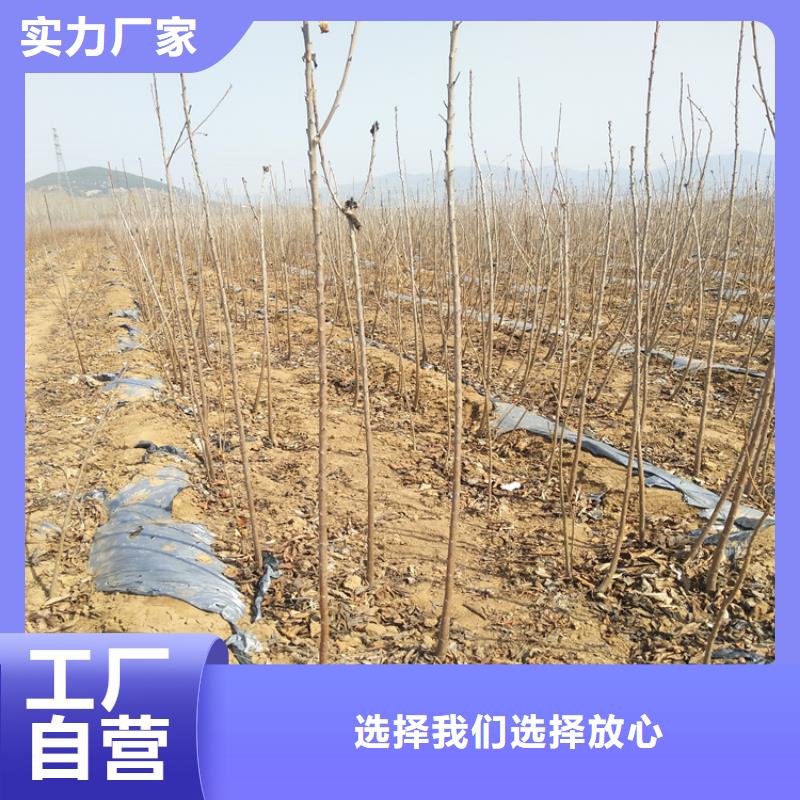 【 樱桃-樱桃苗一手货源】-轩园园艺场(承德市分公司)-企业旺旺