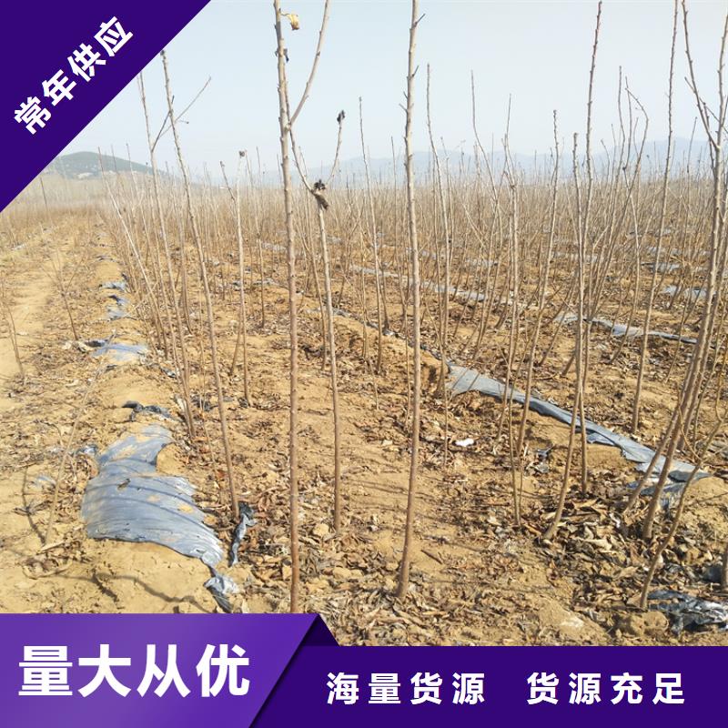 樱桃_【蓝莓苗】满足客户需求