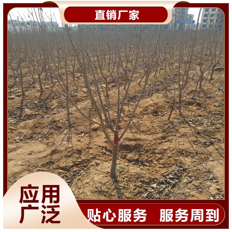 樱桃石榴树苗服务至上