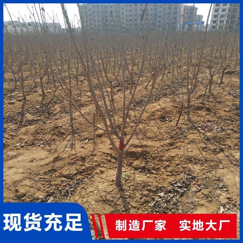 樱桃蓝莓苗精心选材