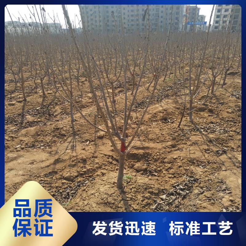 樱桃苹果苗优选厂家