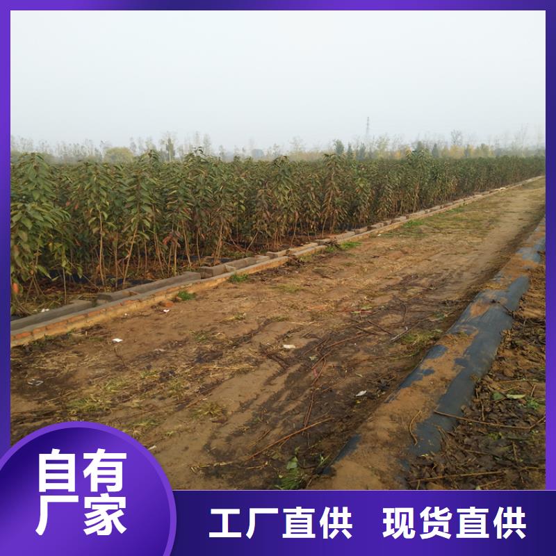 轩园梨树苗【 樱桃-樱桃苗一手货源】