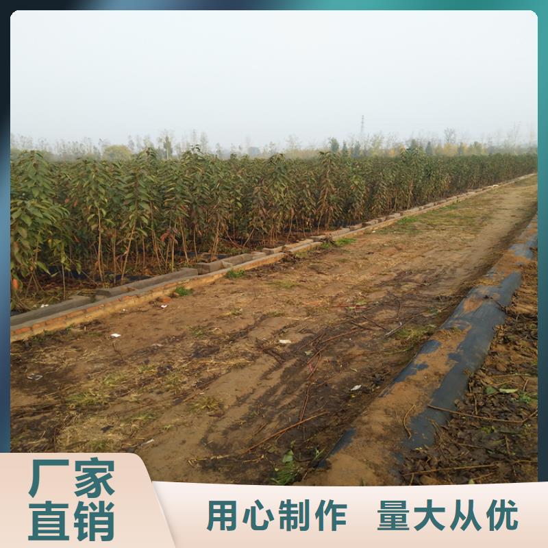 樱桃桃树苗厂家定制