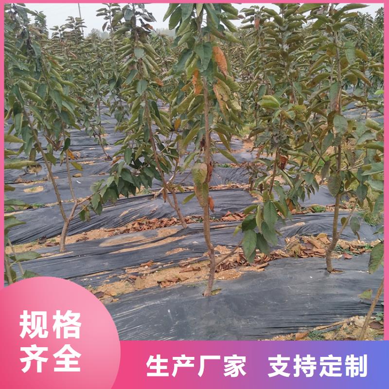 梨树苗-视频-鹰手营子矿|隆化|唐山|张家口|秦皇岛|石家庄|廊坊梨树苗市场行情-轩园园艺场(承德市分公司)