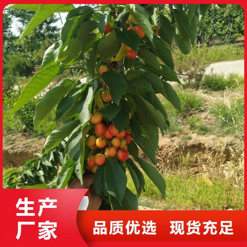 樱桃-【石榴树】供应采购-可发货到凌源|北票|营口|盘锦|辽阳|抚顺