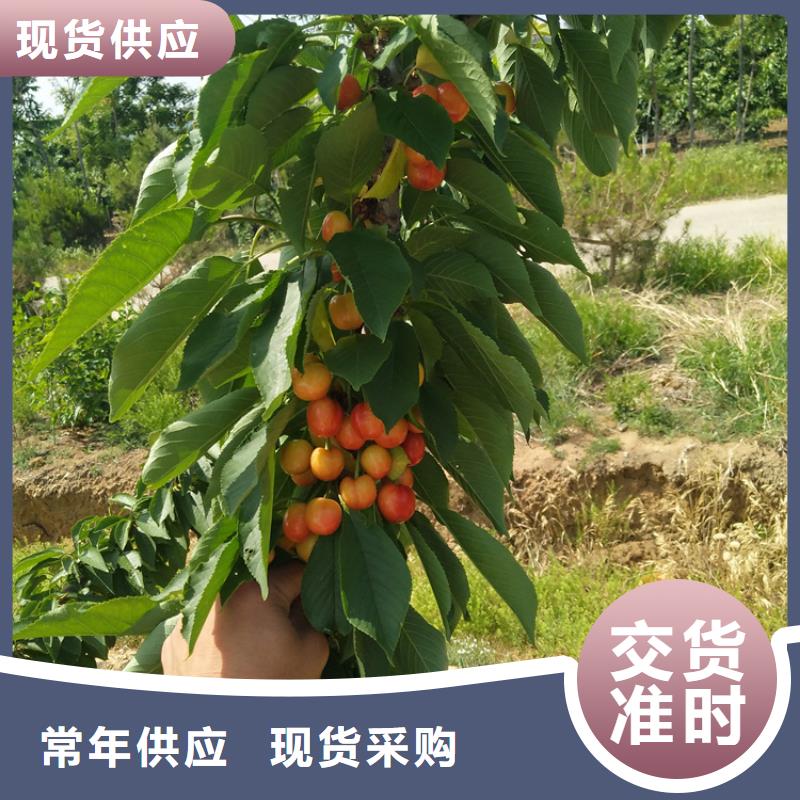 吉塞拉矮化樱桃苗现货齐全