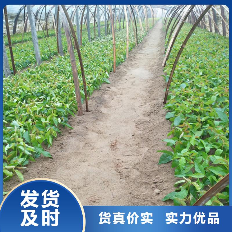 樱桃蓝莓苗精心选材