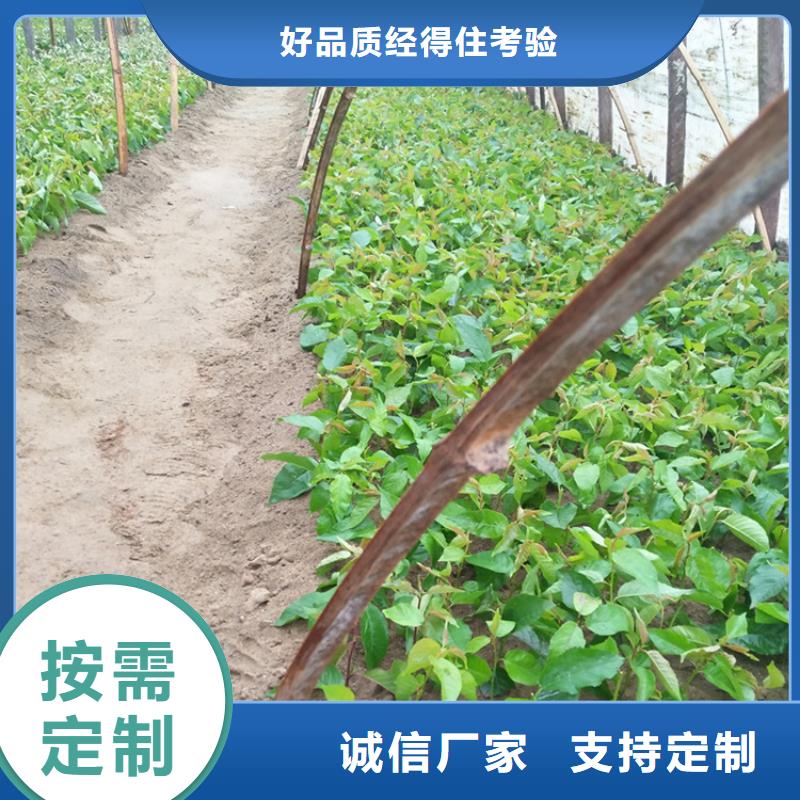 樱桃_【蓝莓苗】满足客户需求