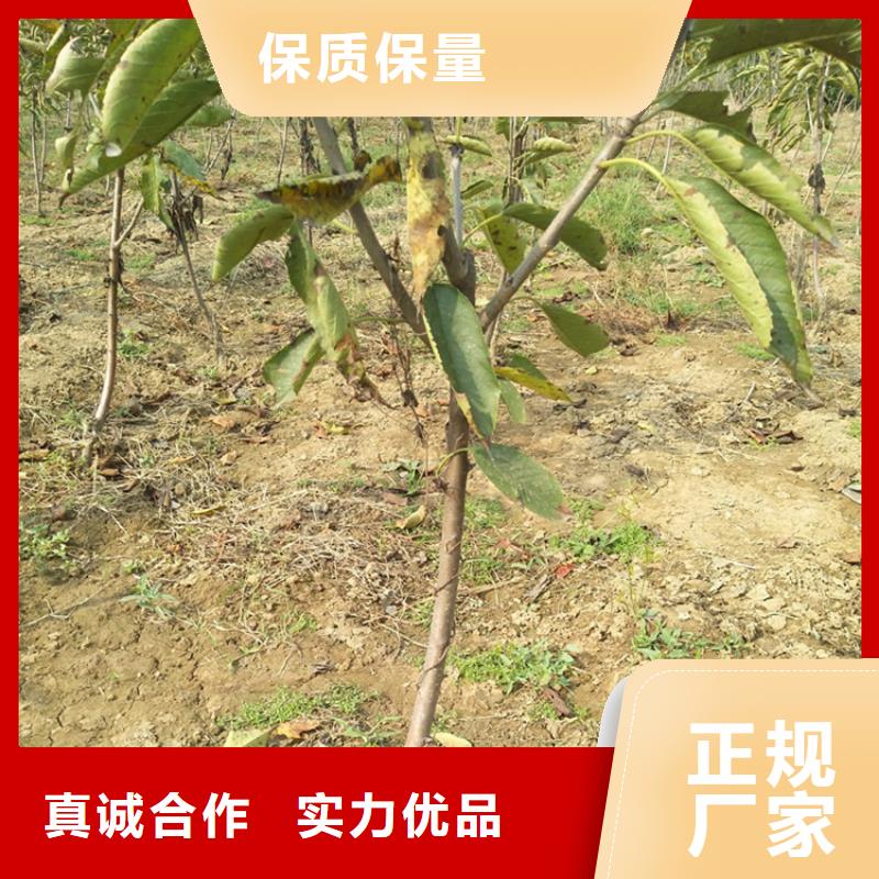 樱桃,花椒苗真实拍摄品质可靠