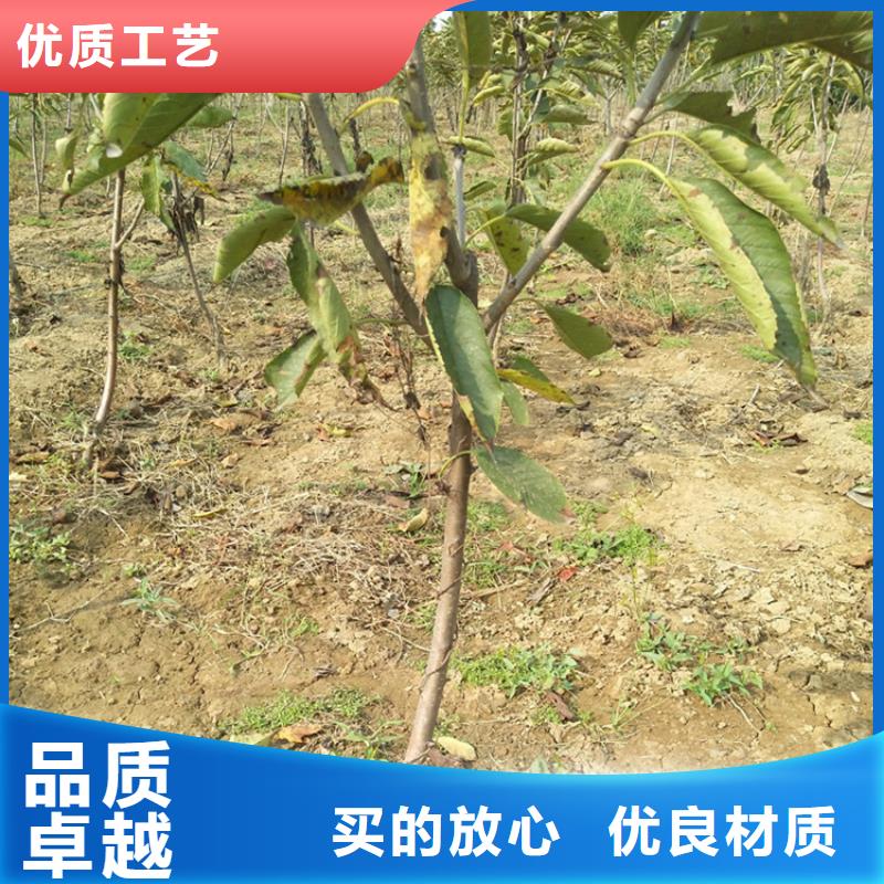樱桃苹果苗优选厂家