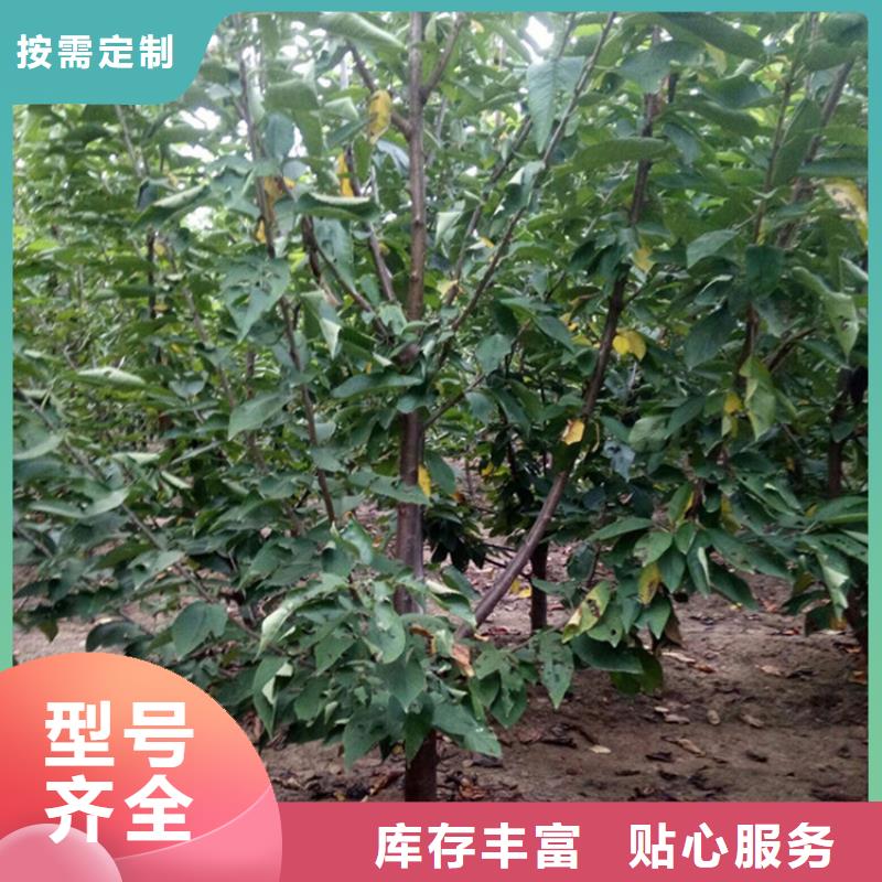 大櫻桃樹苗價格