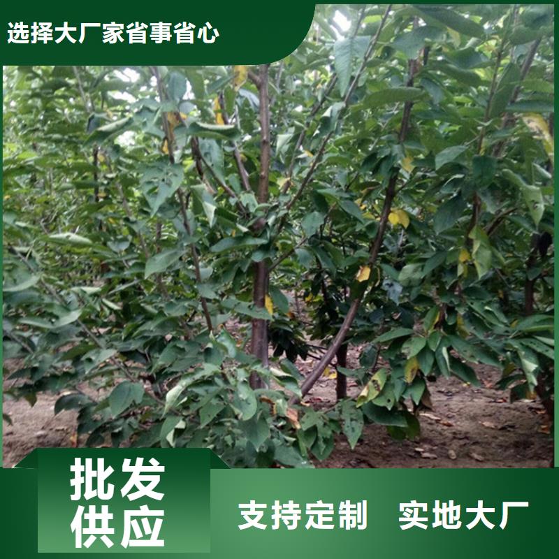 櫻桃藍莓苗產地貨源