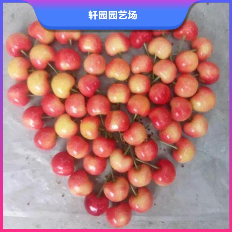 【樱桃】,樱桃苗自有生产工厂_轩园园艺场(澳门分公司)