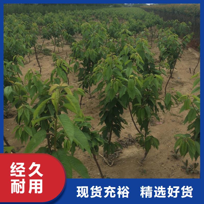 【 樱桃-樱桃苗一手货源】-轩园园艺场(承德市分公司)-企业旺旺
