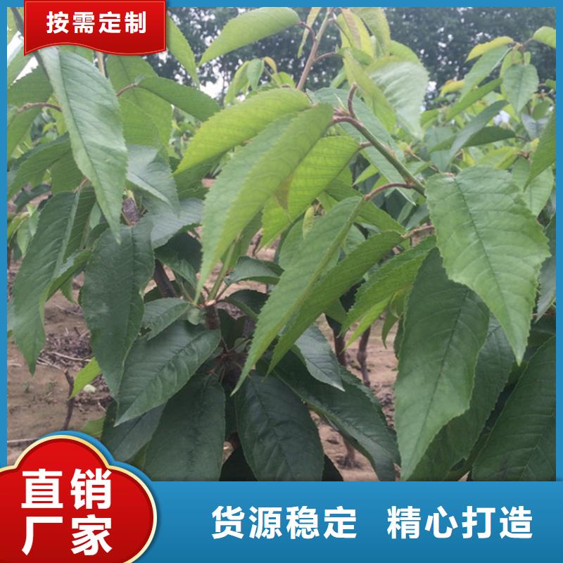 矮化吉塞拉大櫻桃苗規格