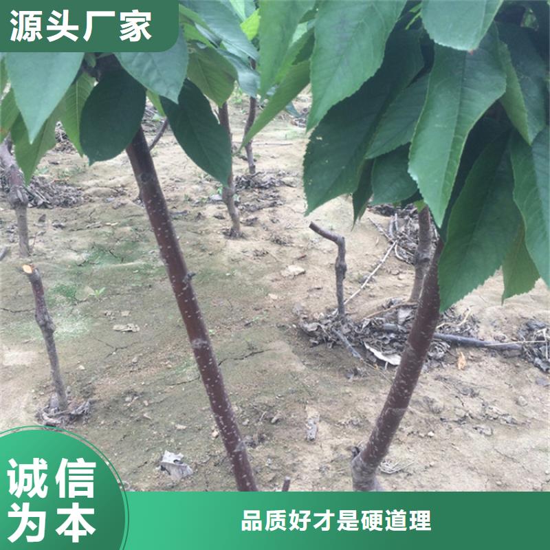 大櫻桃樹苗價格