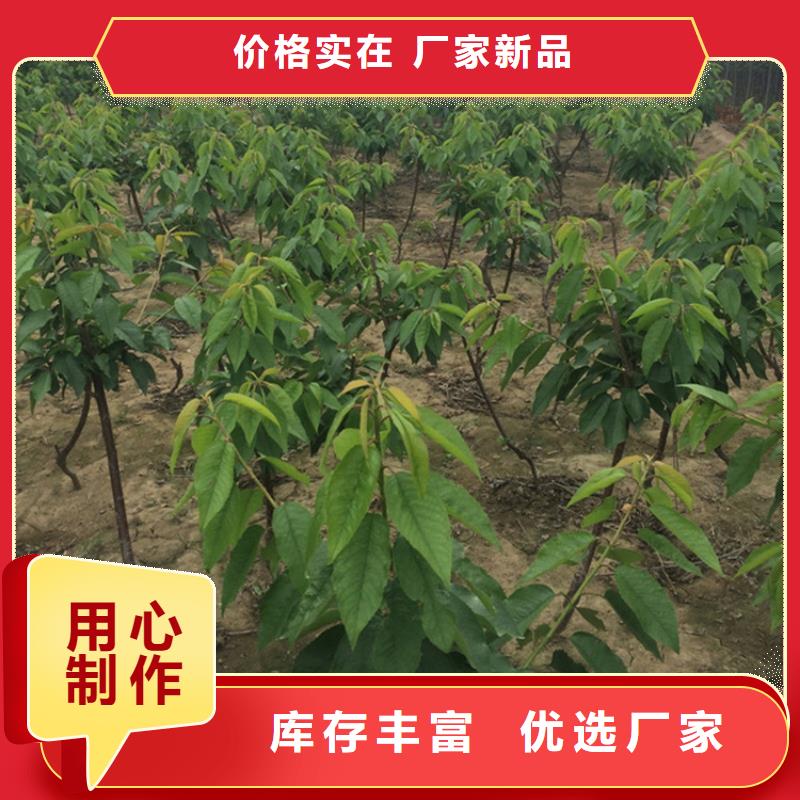 櫻桃蘋果苗應用范圍廣泛