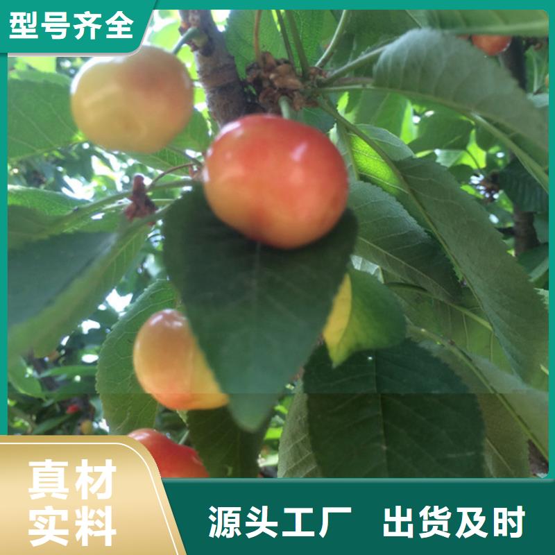 樱桃【苹果苗】产品细节参数