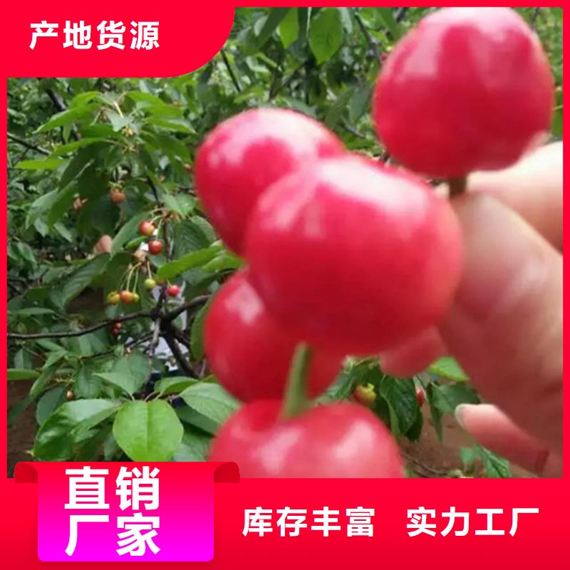樱桃-【石榴树】供应采购-可发货到凌源|北票|营口|盘锦|辽阳|抚顺