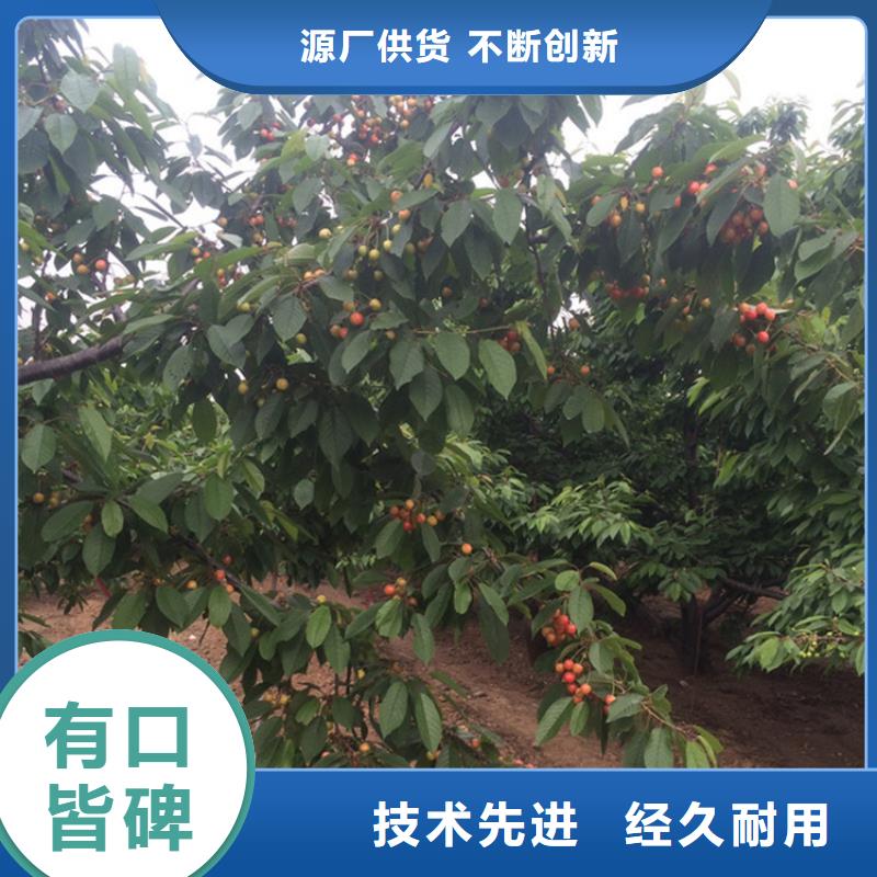 櫻桃,花椒苗真實拍攝品質可靠
