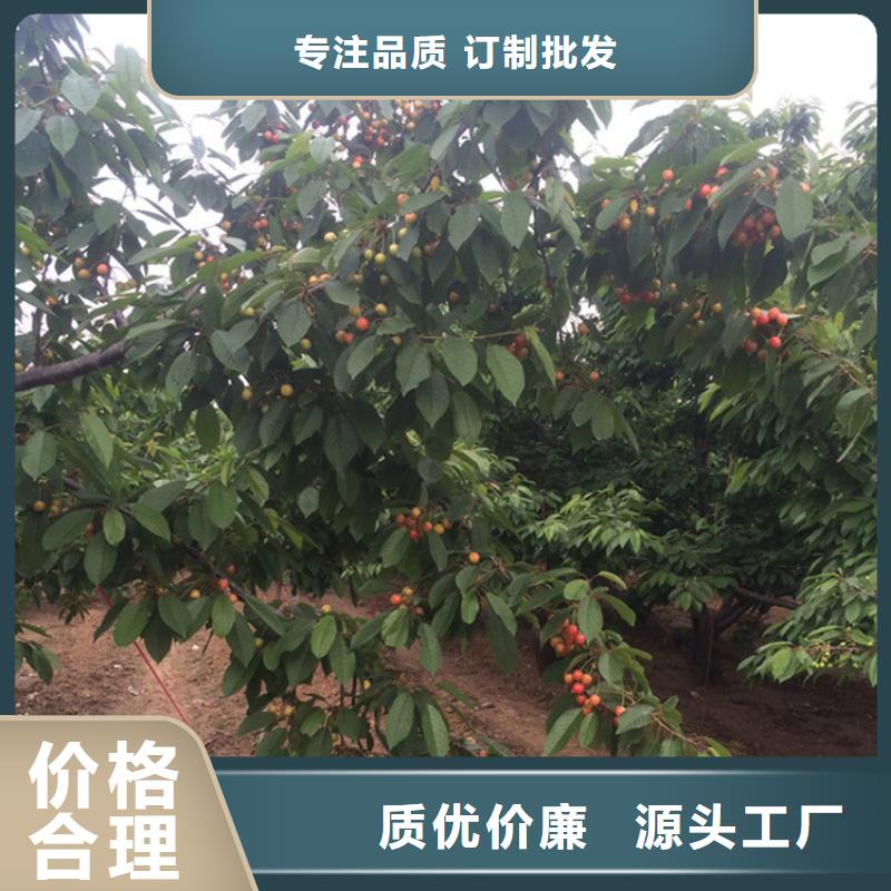 梨树苗-视频-鹰手营子矿|隆化|唐山|张家口|秦皇岛|石家庄|廊坊梨树苗市场行情-轩园园艺场(承德市分公司)