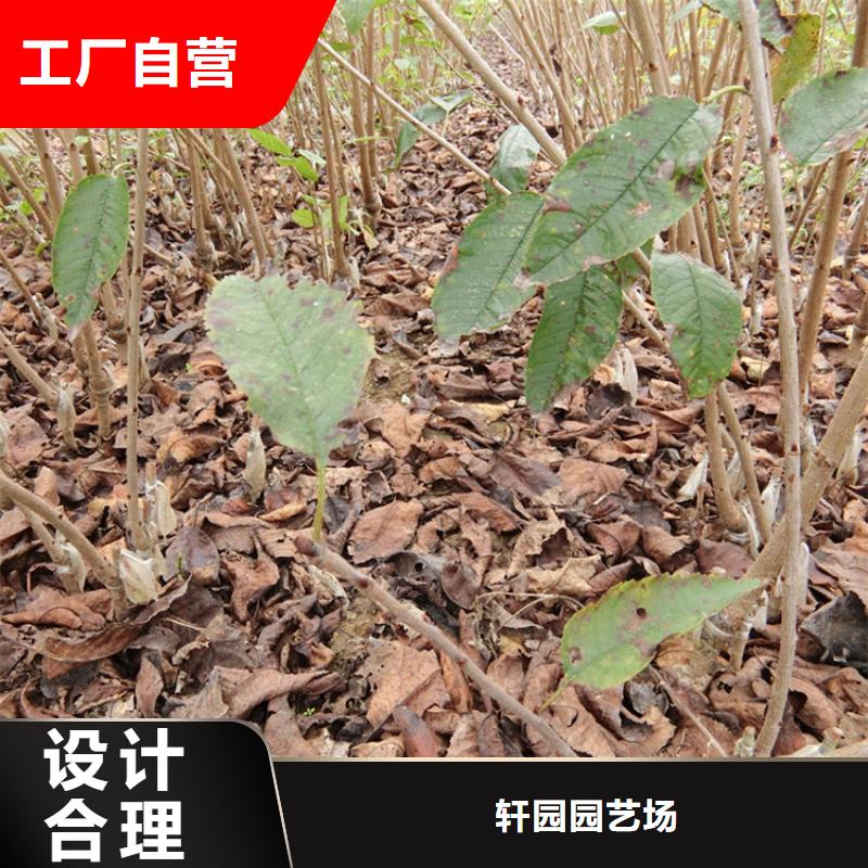 【樱桃樱桃苗量大从优】
