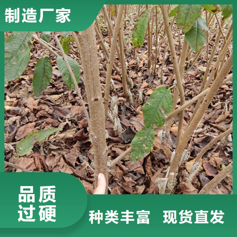 樱桃石榴树苗服务至上