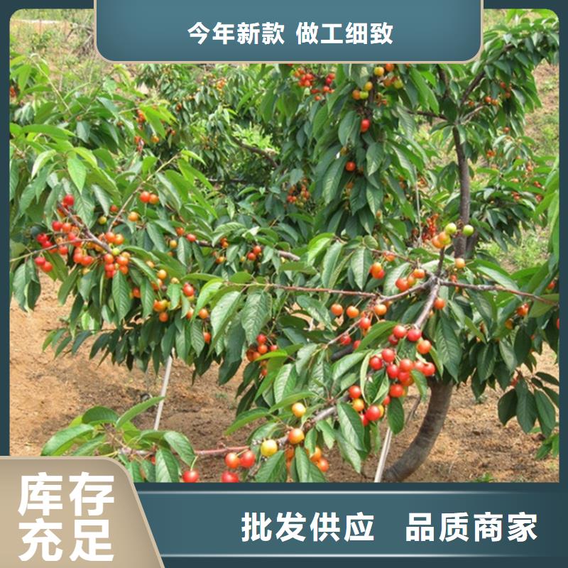 矮化大樱桃苗新品种