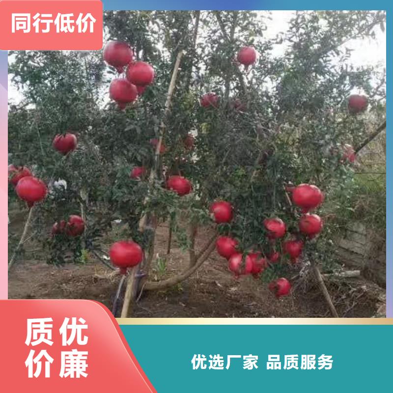 石榴蘋果苗廠家品控嚴格
