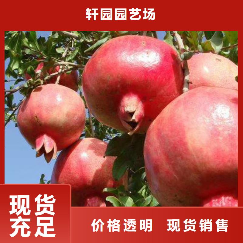 石榴-嘎啦苹果诚信商家