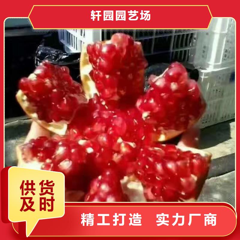 石榴杏树苗市场行情