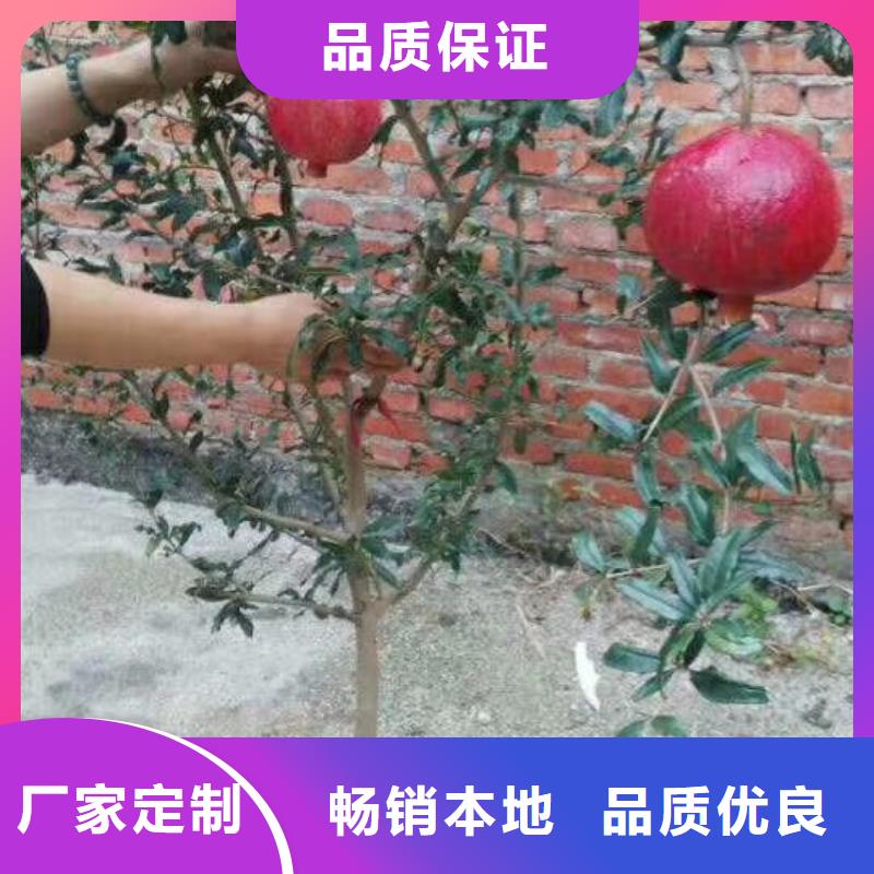 黑籽石榴苗成活率高