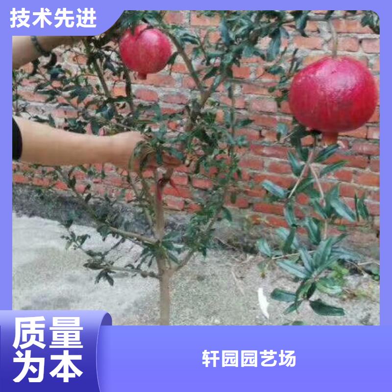 【石榴】梨树苗源头厂家量大价优