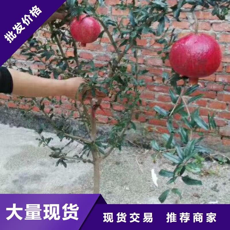 软籽石榴苗批发