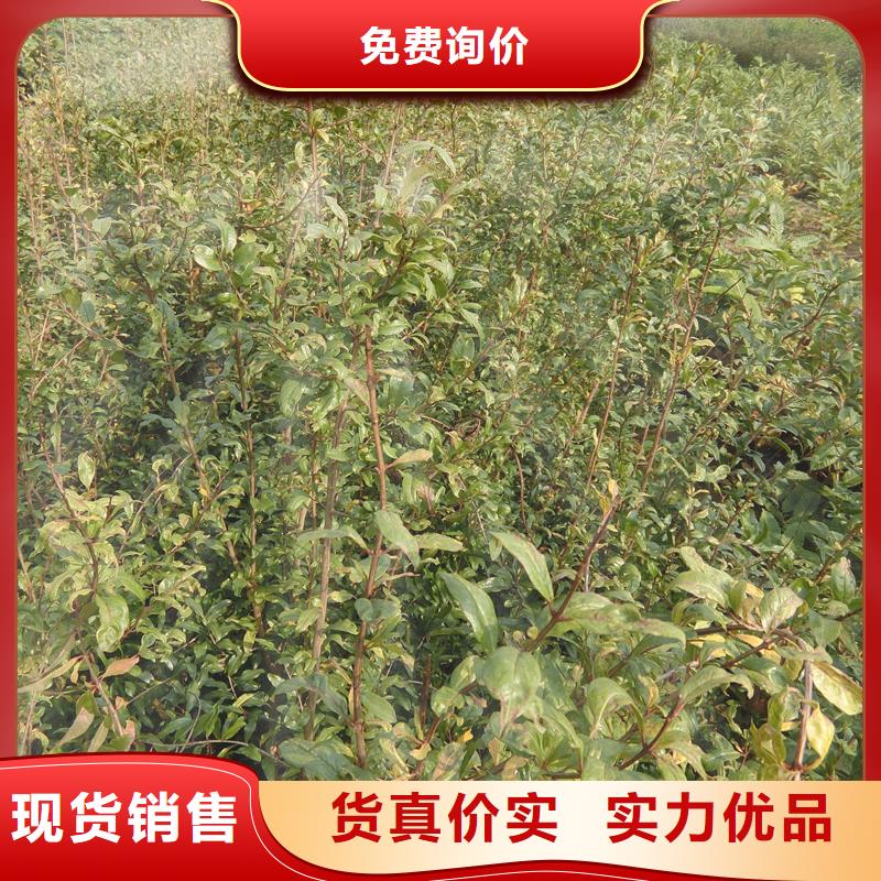 石榴蘋果苗廠家品控嚴格