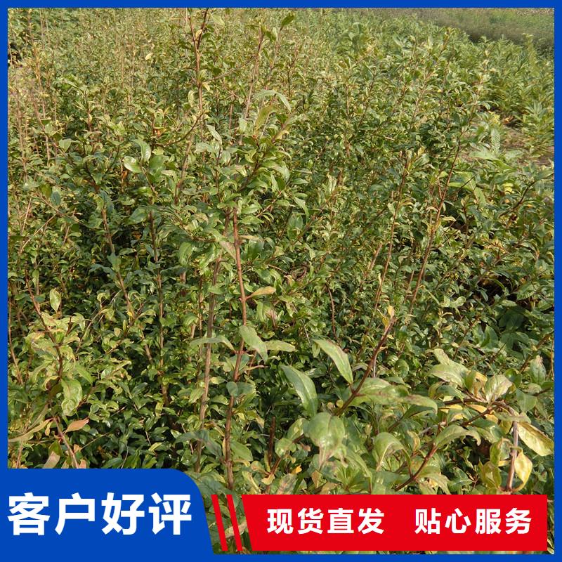 甜籽石榴樹大棚種植