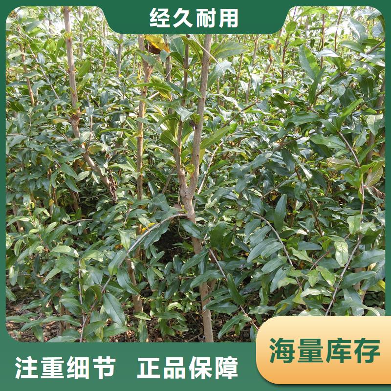 【 石榴-苹果苗用品质赢得客户信赖】