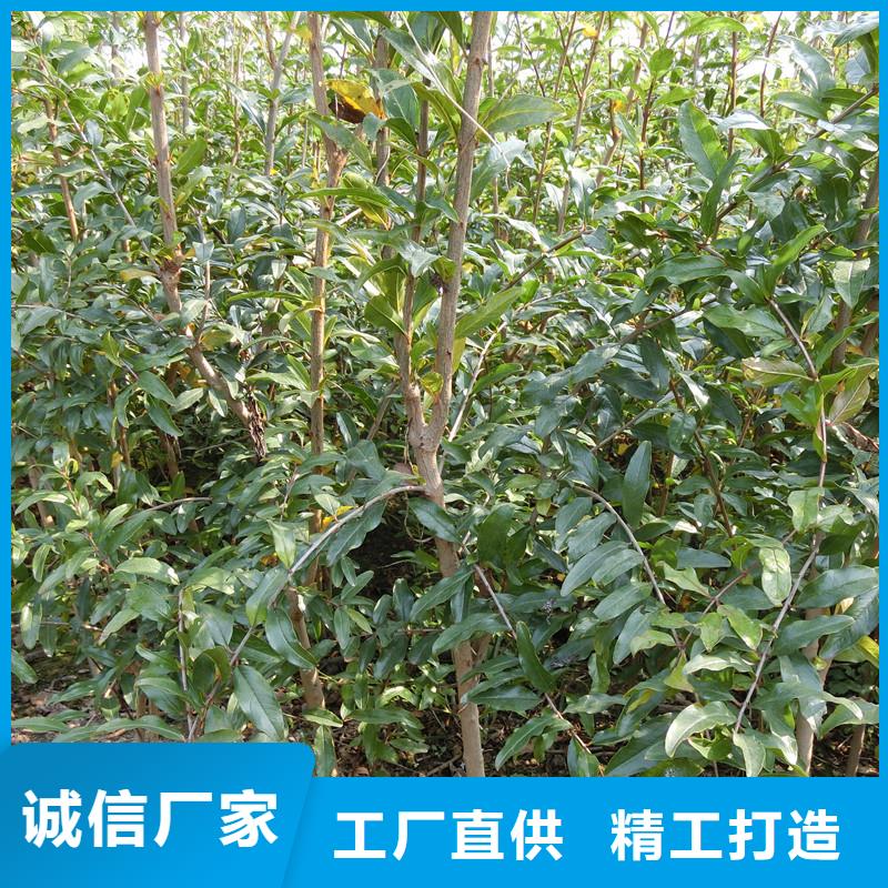 石榴,【桃树苗】一手货源源头厂家