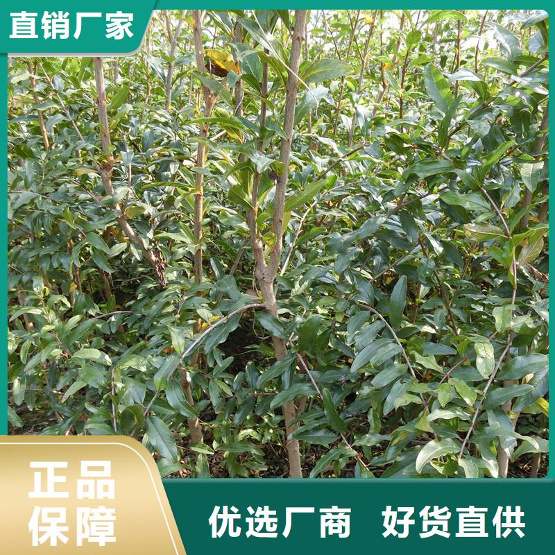 石榴蘋果苗專注細節(jié)更放心