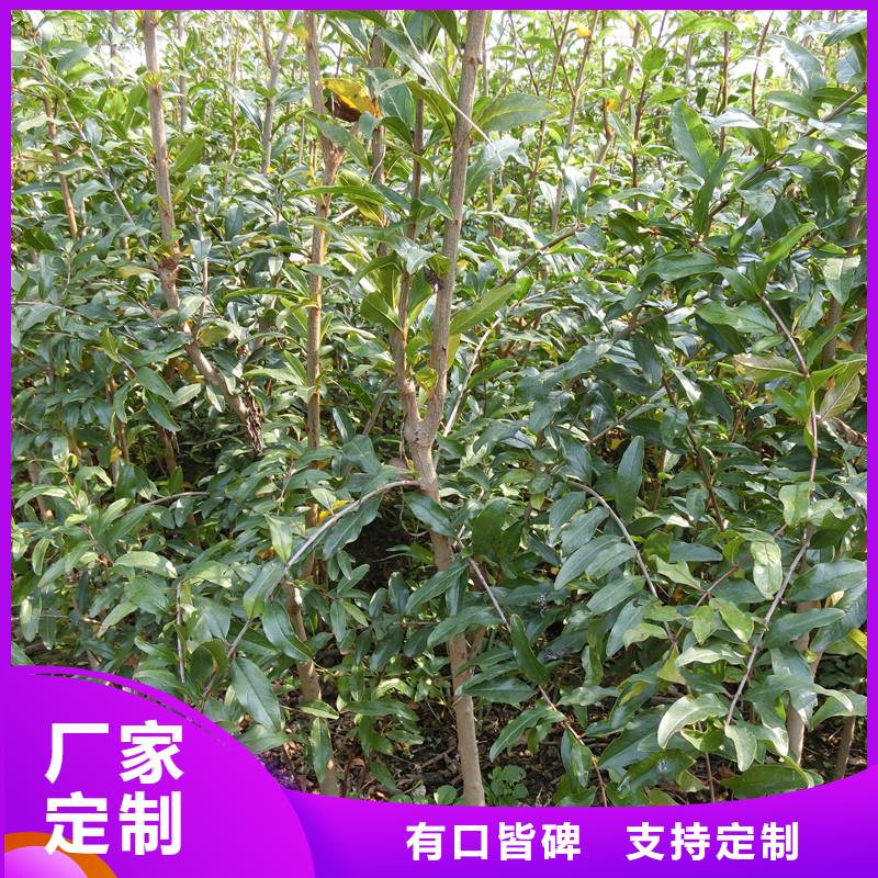 石榴樱桃苗专业生产品质保证