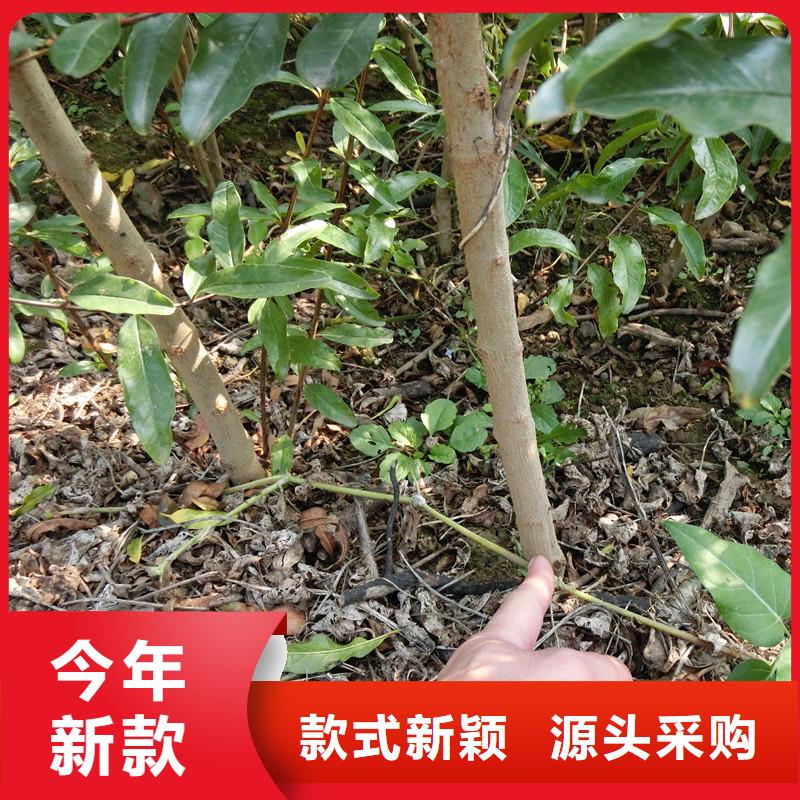 软籽石榴苗种植基地襄樊