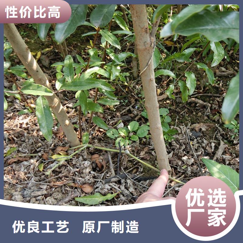 石榴,【桃树苗】一手货源源头厂家