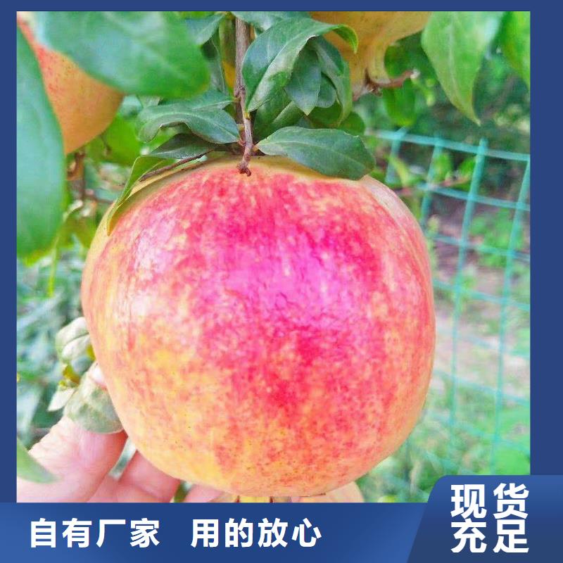 石榴杏树苗生产加工
