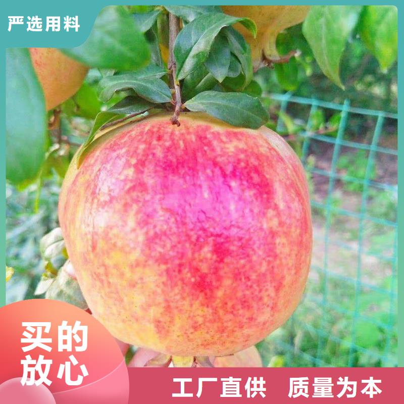 石榴杏树苗市场行情