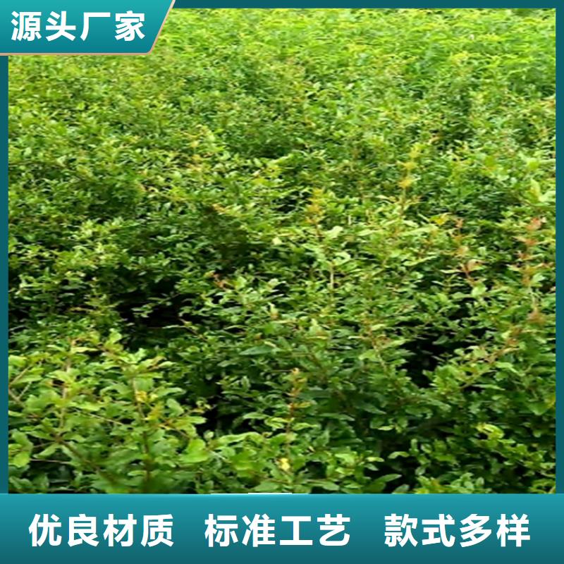 甜籽石榴樹大棚種植