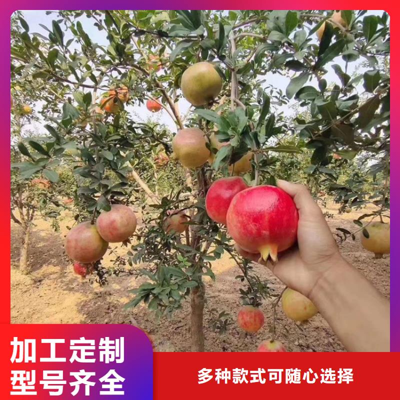 黑籽石榴树苗基地