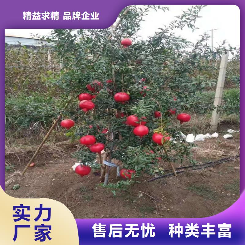 轩园梨树苗【 石榴_石榴树主推产品】qy55.com