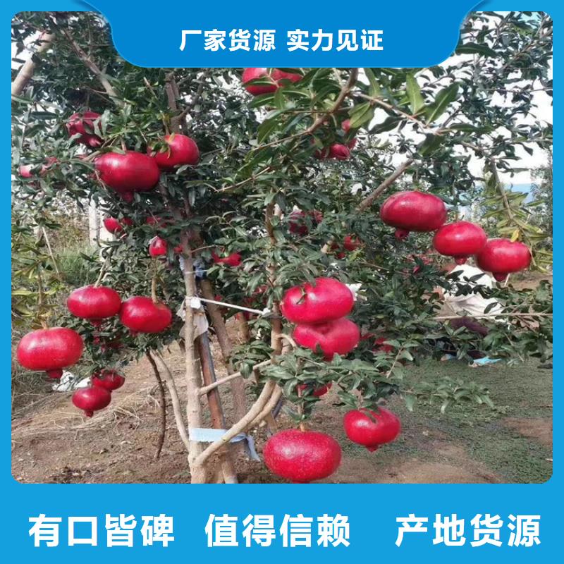 石榴苹果苗甄选好物