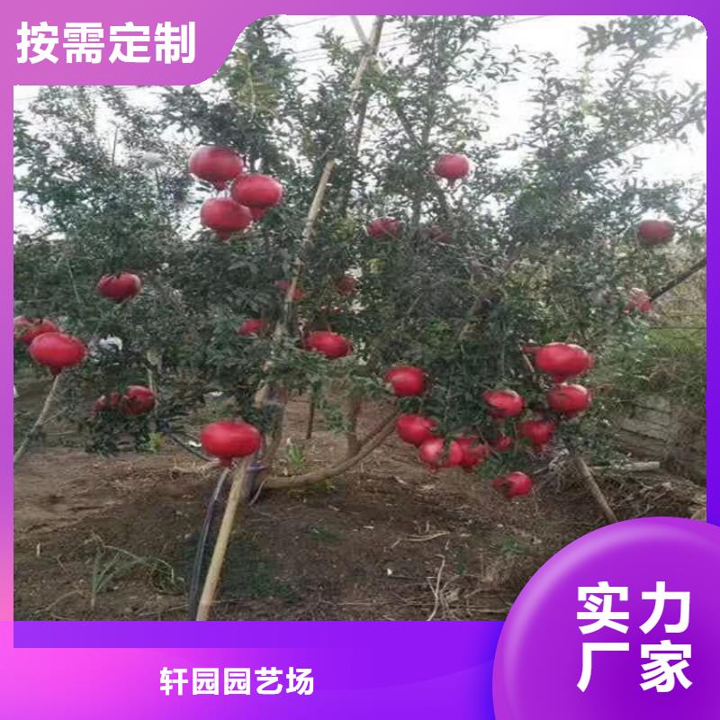 石榴板栗苗用心做好每一件产品