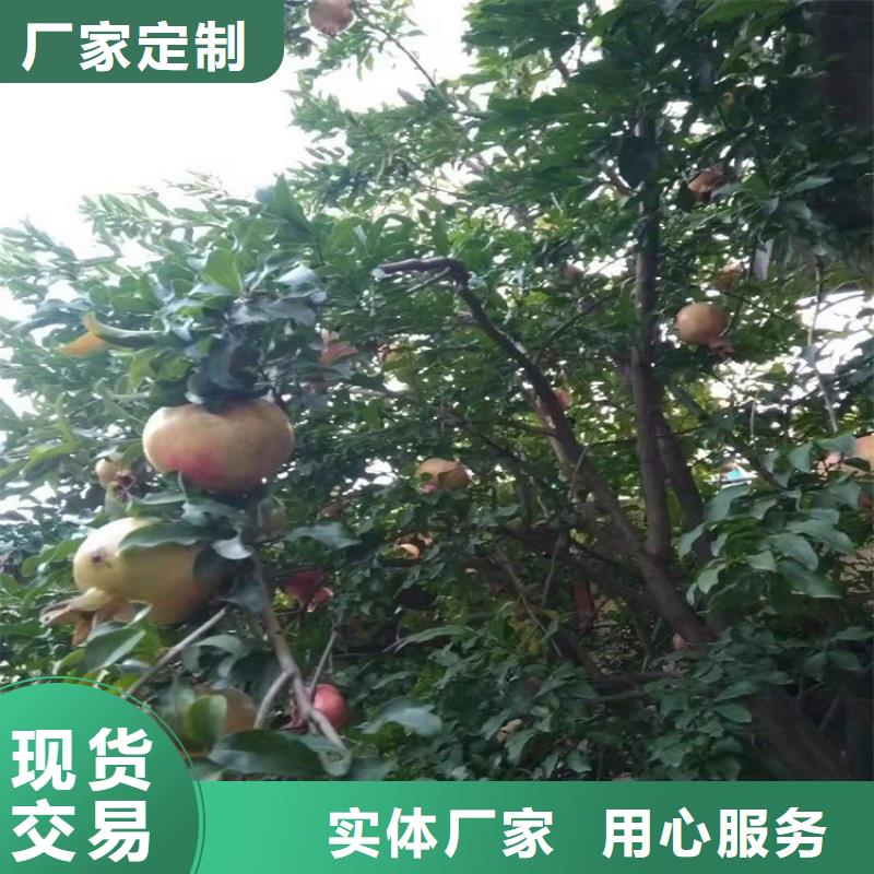 石榴苹果苗工厂自营